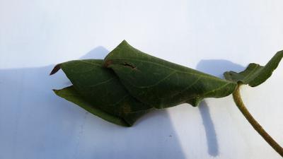 Ulat Penggulung Daun Kapas