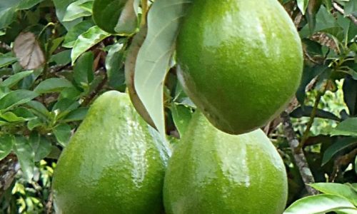 Bibit Alpukat Mentega, Jual Bibit Alpukat Mentega…