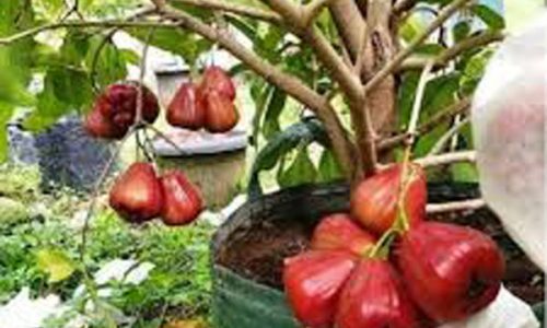 bibit jambu