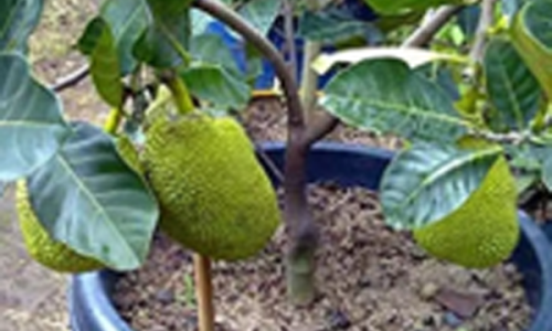 bibit nangka
